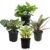 Essential Houseplant Collection (4-Pack) for $18.61