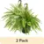 22″ Tall Boston Fern Live House Plants 2-Pack for $20
