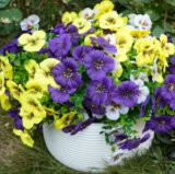 Fanfantoey Silk Pansy Artificial Flowers Now $15