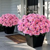Juxdp 8 Bundles of Artificial Camellia Flowers for $9.99