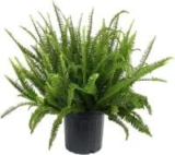 Kimberly 10″ Queen Fern Shrub for $24.88