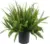 Kimberly 10″ Queen Fern Shrub for $24.88
