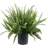Kimberly Queen Fern – 10 Inch Deep Green Foliage for $26.38
