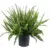 Kimberly Queen Fern – 10 Inch Deep Green Foliage for $26.38