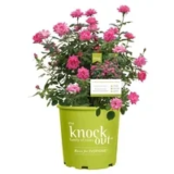 Knock Out Family of Roses Live Shrub in 1-Gallon Pot for $15.00