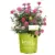 Knock Out Family of Roses Live Shrub in 1-Gallon Pot for $15.00