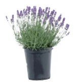 Lavender Blue Paint 2.5-Quart Pot for $14.94 at Lowe’s