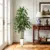 LuceAlberi 5FT Artificial Dracaena Tree for $31.49