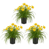 Low-Maintenance Perennial Multi-Packs Starting at $30.78 $38.48