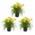 Low-Maintenance Perennial Multi-Packs Starting at $30.78 $38.48