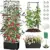 Mqjiazhi Self-Watering Tomato Planter with Trellis for $20.99