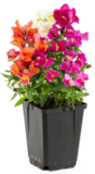 Lowe’s Outdoor Plants Sale – Prices Starting at $1 $1.00