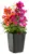 Lowe’s Outdoor Plants Sale – Prices Starting at $1 $1.00