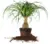 Perfect Plants 10″ Ponytail Palm – $23 (Originally $29)