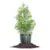 Perfect Plants 3-Gallon Thuja Green Giant for $34
