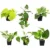 6-Pack of Live Pothos and Philodendron Plants for $21.50