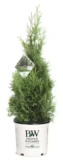 Proven Winners 2-Gallon Arborvitae North Pole Evergreen Shrub for $27 $27.00