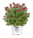 Proven Winners Double Play Doozie Spirea Shrub for $26