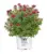 Proven Winners Double Play Doozie Spirea Shrub for $26