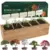 5-Pack Rootcraft DIY Bonsai Tree Kit for $20 with Free Shipping