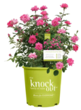 The Knock Out Family of Roses 1-Gallon Grower Pot for $15 $15.00