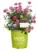 The Knock Out Family of Roses 1-Gallon Grower Pot for $15 $15.00