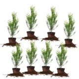Thuja Green Giant 2-Foot Privacy Evergreen Arborvitae 8-Pack for $69.06