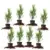 Thuja Green Giant 2-Foot Privacy Evergreen Arborvitae 8-Pack for $69.06
